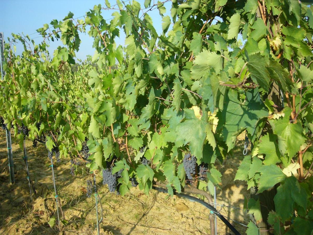 Agriturismo Campo del Monte Campogialli Esterno foto
